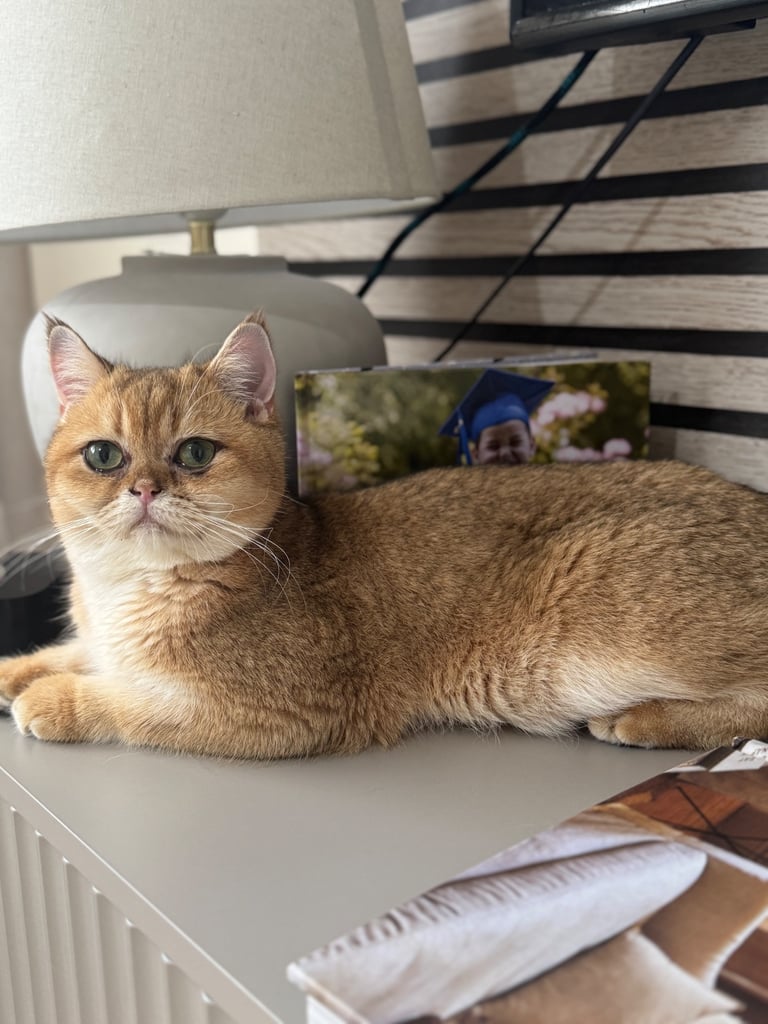 image for Golden British shorthair boy reduced