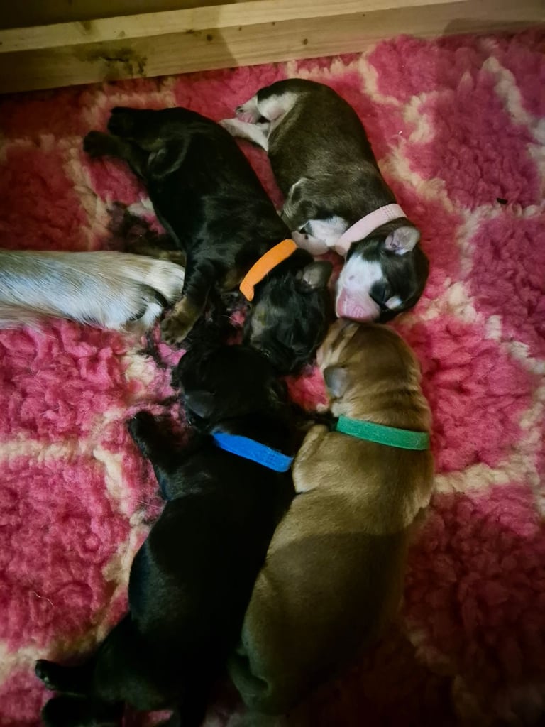 Mixed breed puppies 