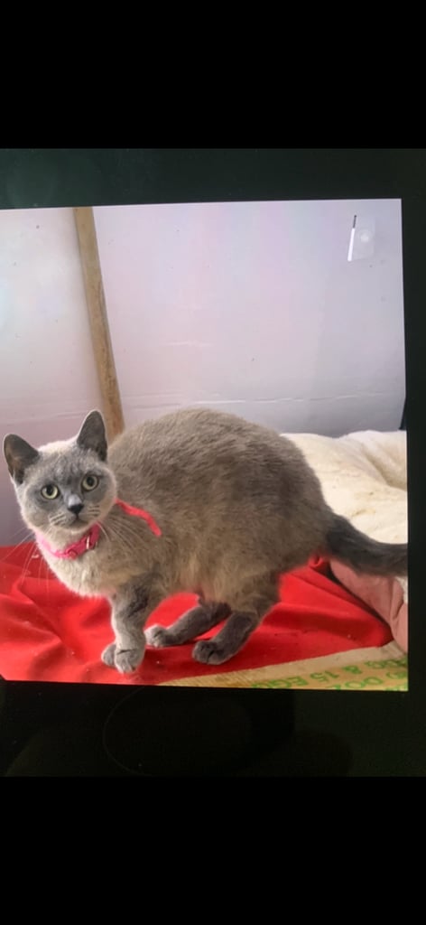 2 female cats and 1 male British shorthair and 1 kitten persian cross British shorthair