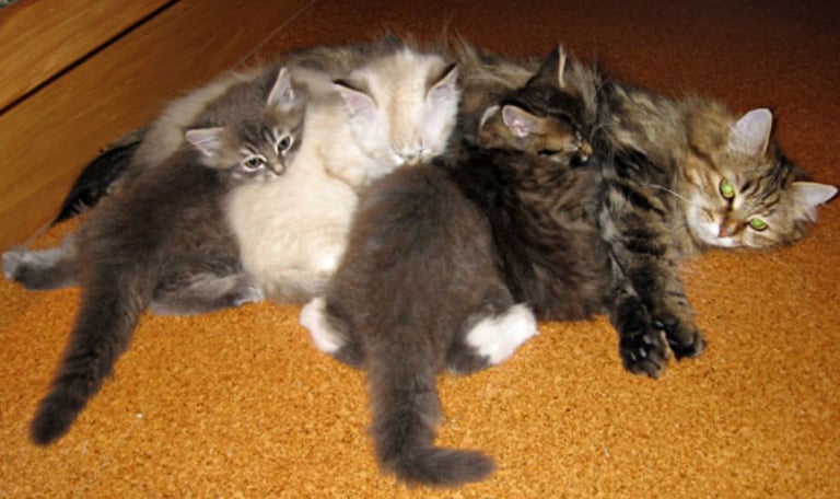 🐾 Adorable 8-Week-Old Female Siberian Kitten – Ready for Her New Home 🐾