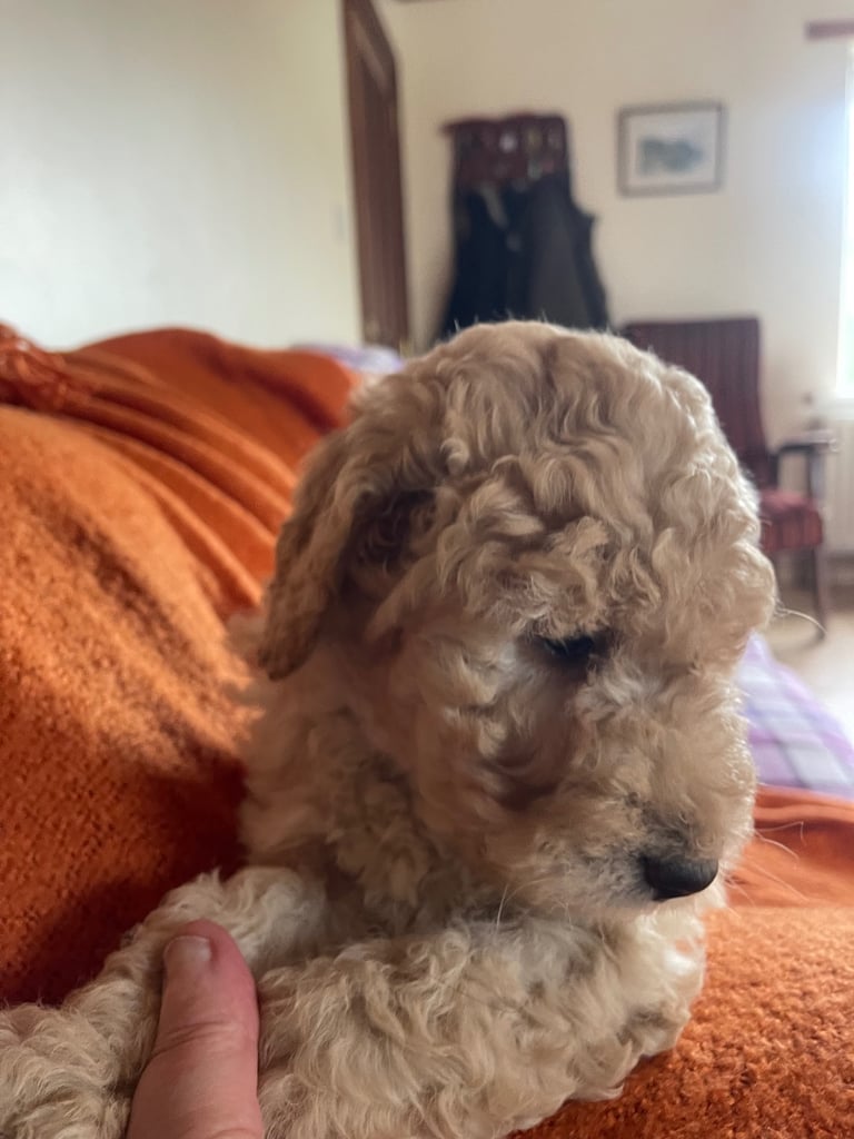 Labradoodle Puppies For Sale