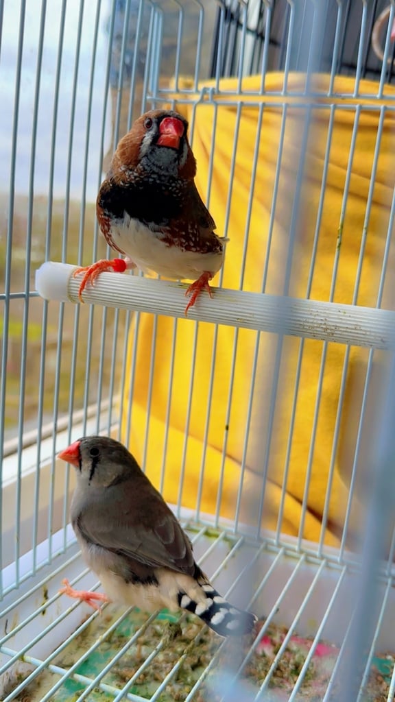 4 PAIRS OF GOOD SIZED ZFS RUNG ZEBRA FINCHES