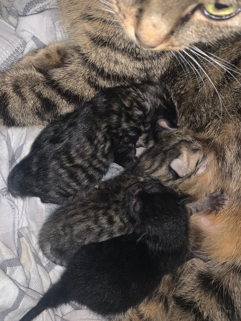 mixed tabby kittens 