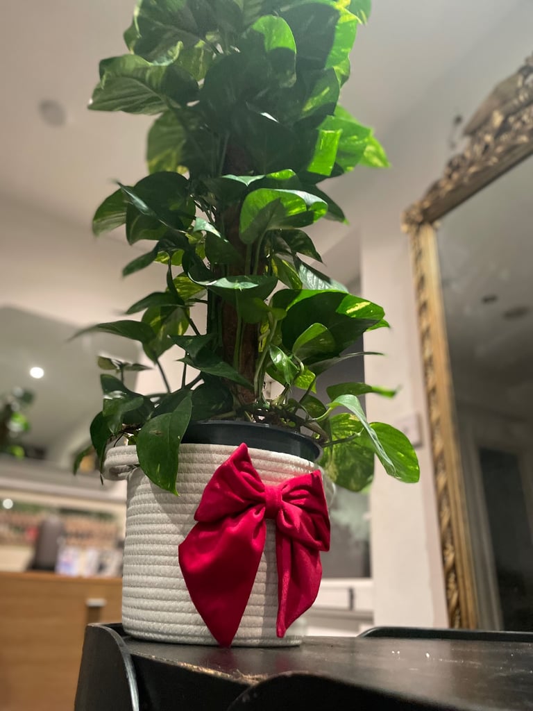 Extra large Devils Ivy plant (real)