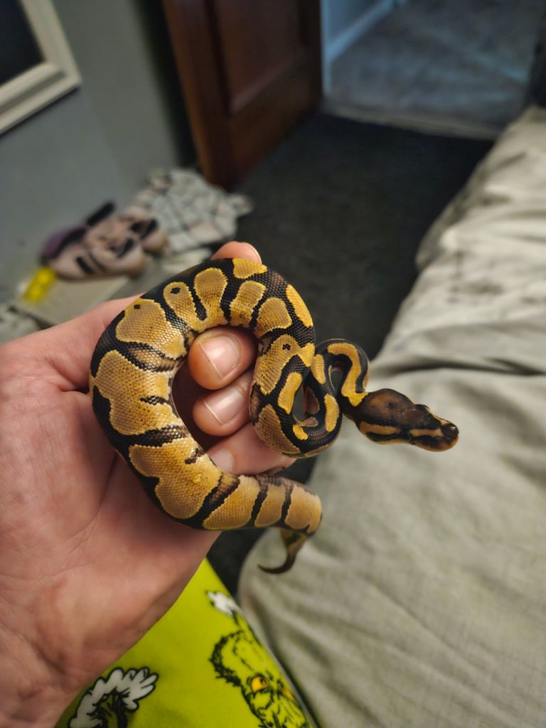 Baby ball pythons 