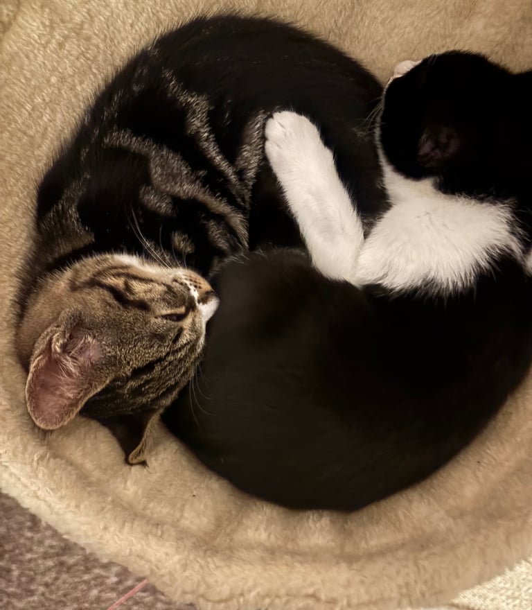 3 kittens for sale - All girls 