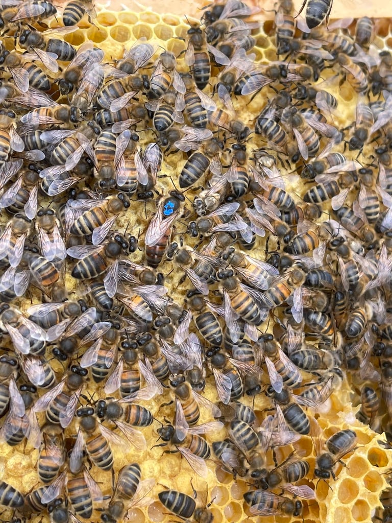 Honey bee nucs 