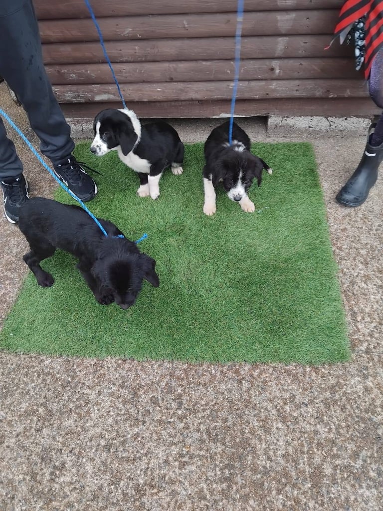 Cockerpoo x springer spaniel 