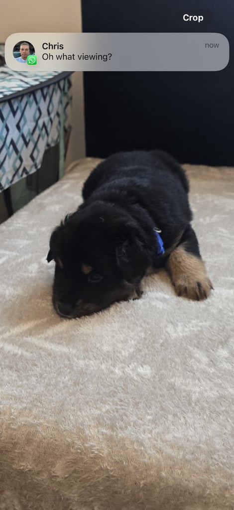 Goldador x Labrottie Miniature Puppies for Sale 