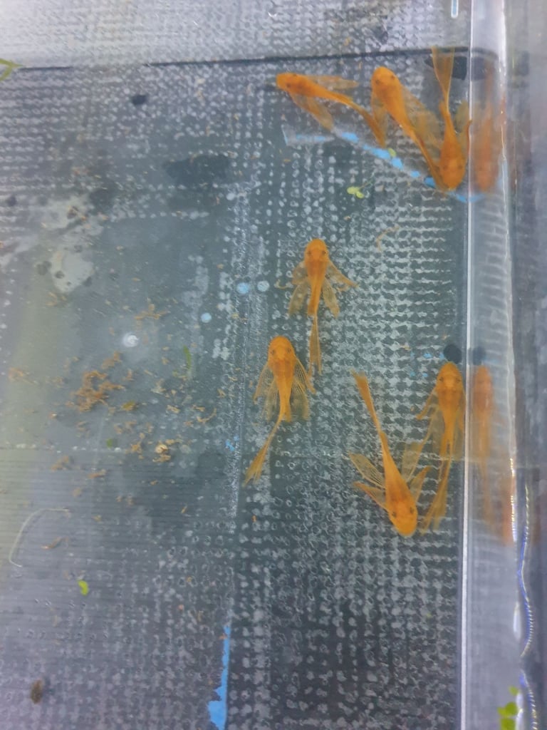 Tropical fish Angelfish,corydoras,super reds long fins plecos,shrimps, and l397 plecos 