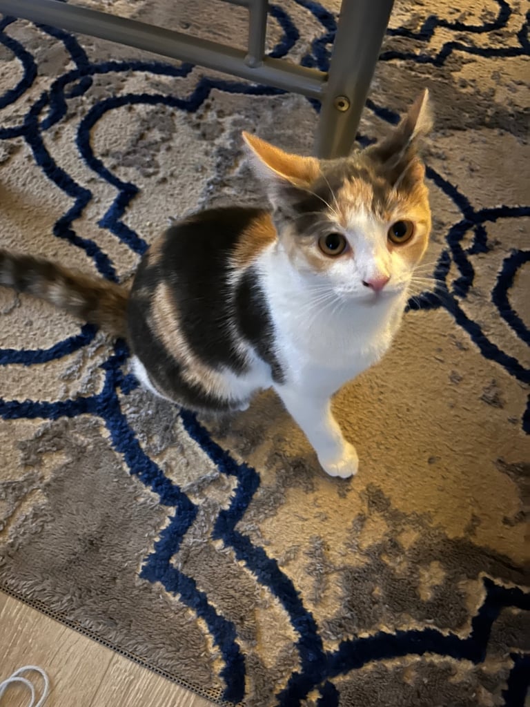 Calico kitten for sale