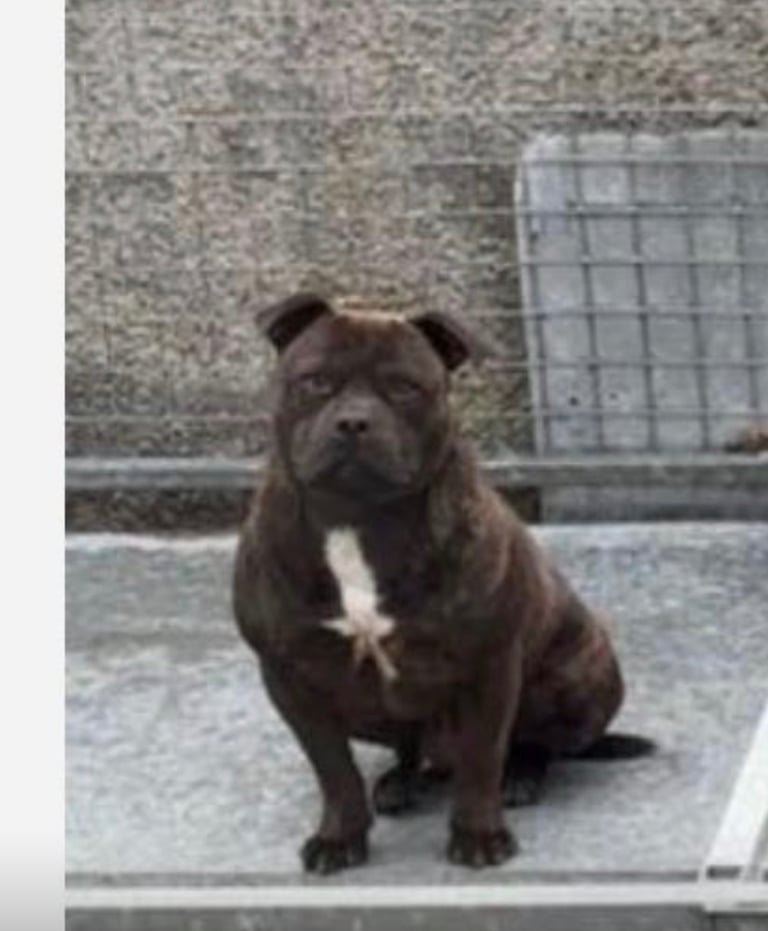 image for Staffordshire bull terrier