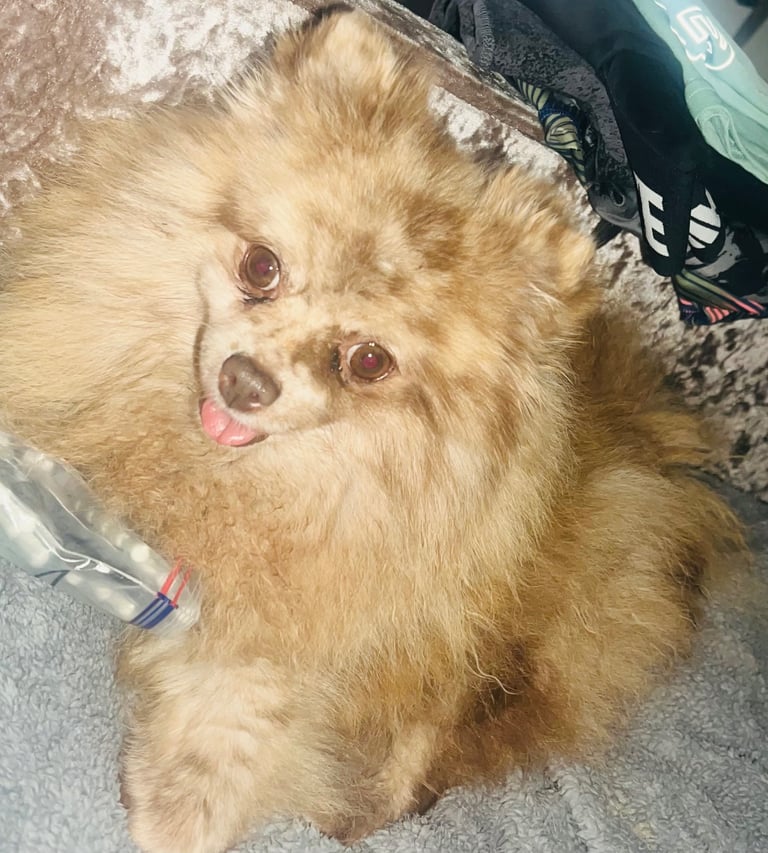 Pomeranian girl and boy puppys