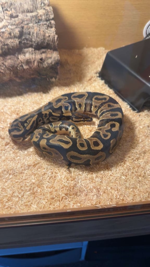 image for Royal python male snake, wirh viv, heat mat and accessories 