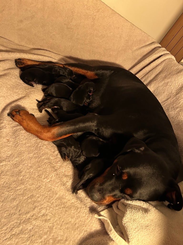 Rottweiler puppies 