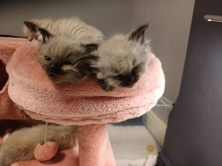 Ragdoll kittens 