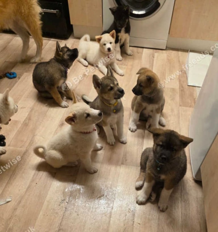 American akita puppies x3