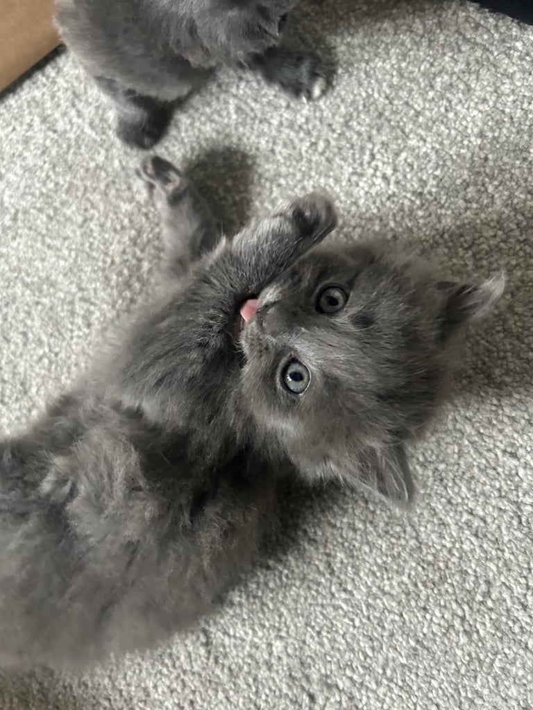 Cat Breed Russian Blue Kittens For Adoption Near Me Russian Blue