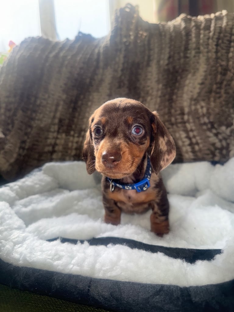 Ready to go! 1 boy left Miniature dachshunds puppies 