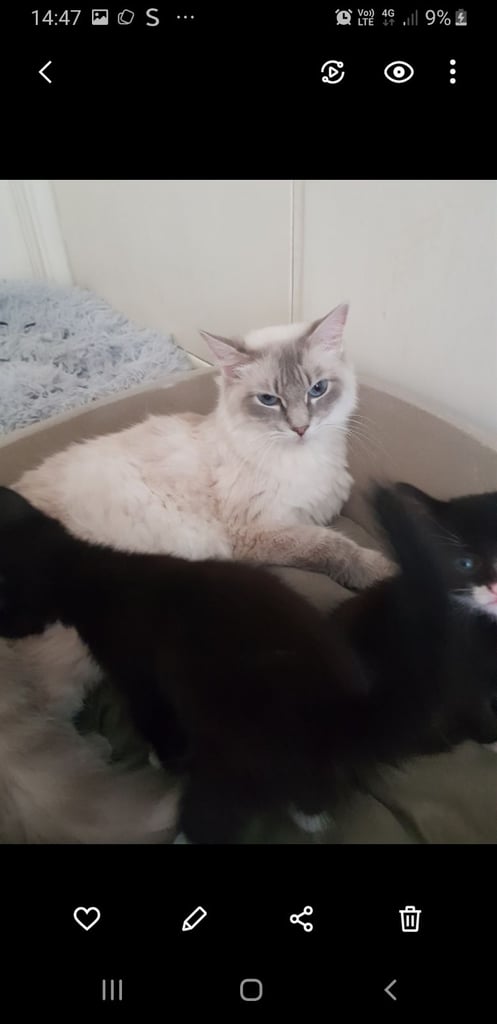 Ragdoll cross Turkish Angora kittens 