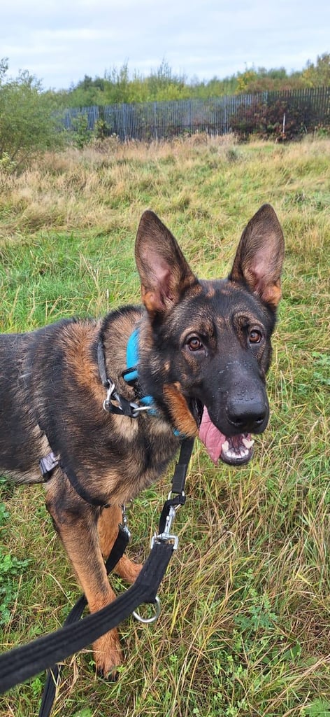 17 months old German shepherd boy for sale 