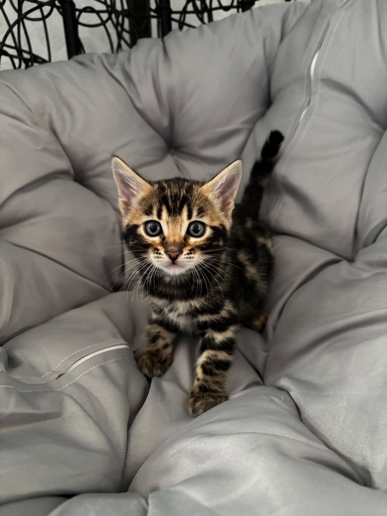 🐾Gorgeous Pure Bengals Ready Now🐾