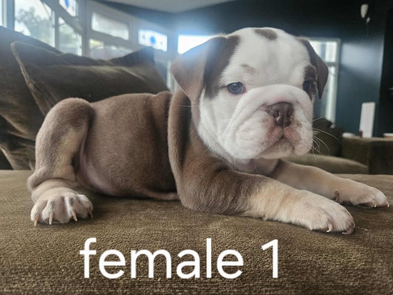 Kc registered british bulldog  / English bulldog 