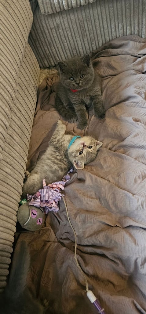 🐱 Gorgeous Persian × British Shorthair Kittens – Ready Soon 🐱