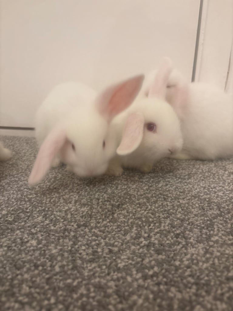 Adorable baby bunnies. 