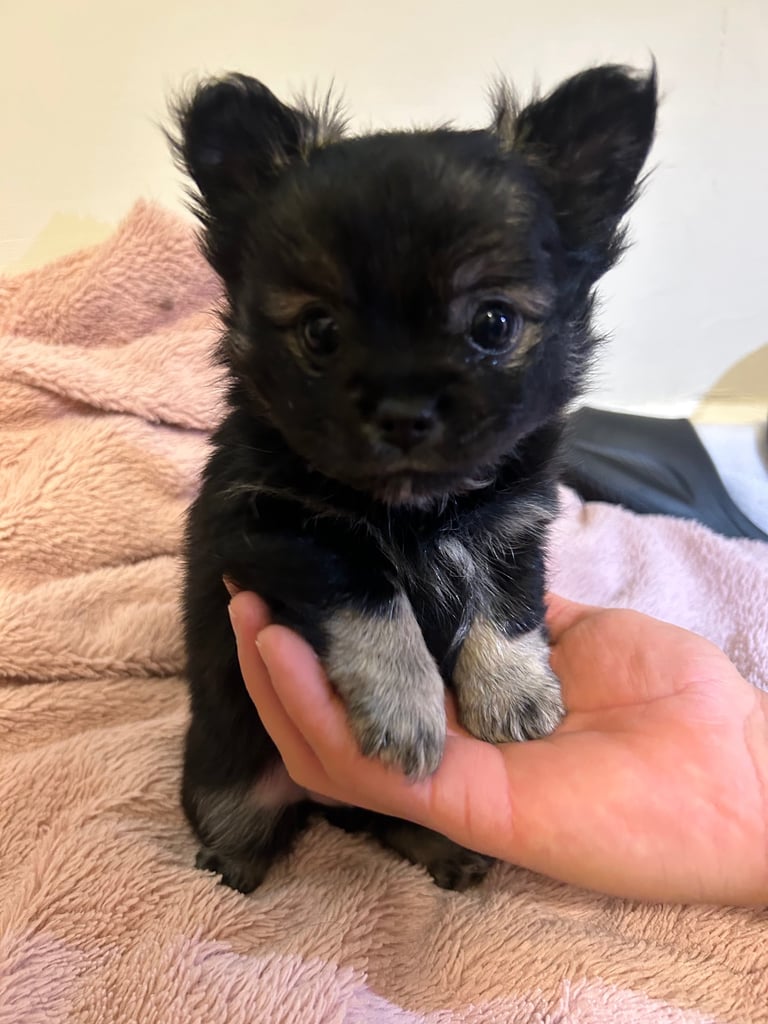 Beautiful Pomchi Puppies 🐶