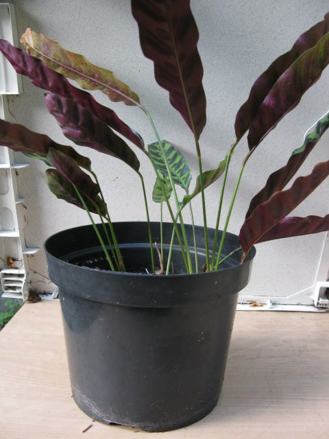 Plant Calathea Lancifolia