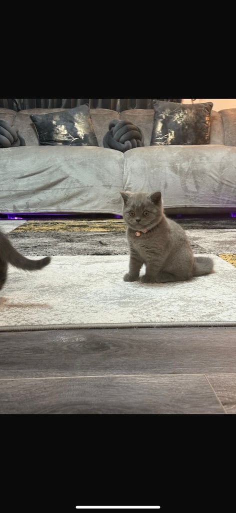 British short hair kittens