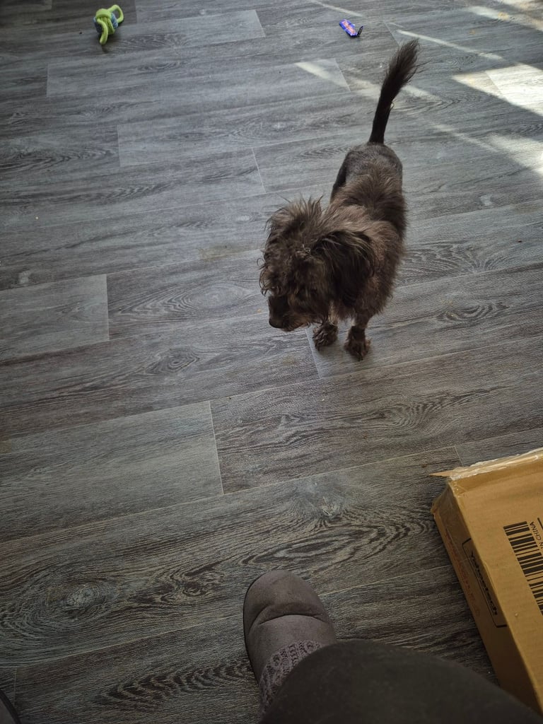 image for One year old patterdale cross