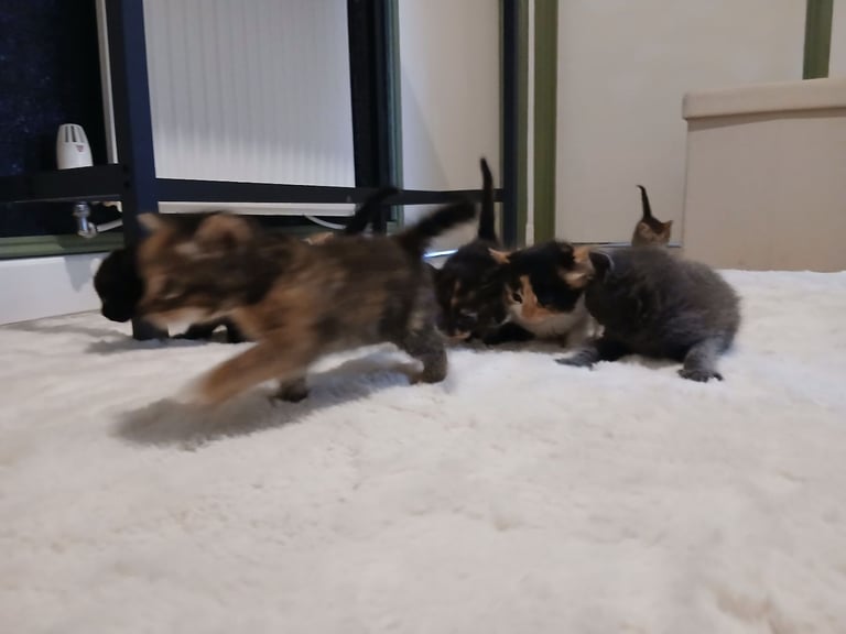  kittens for sale