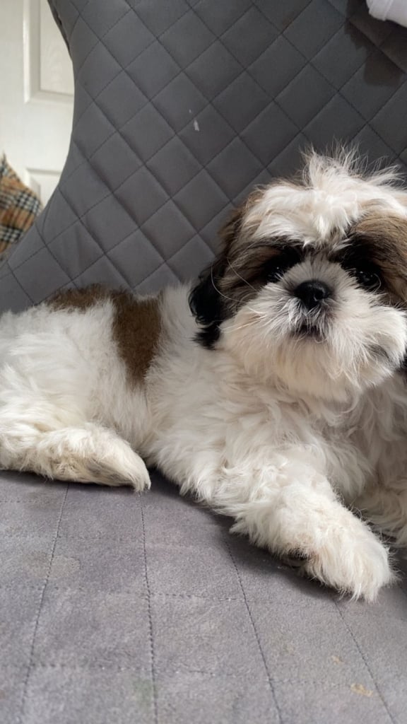 image for Shih Tzu 