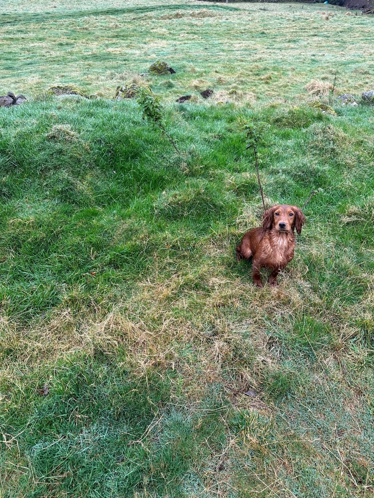 image for Stunning little red cocked dog pup 
