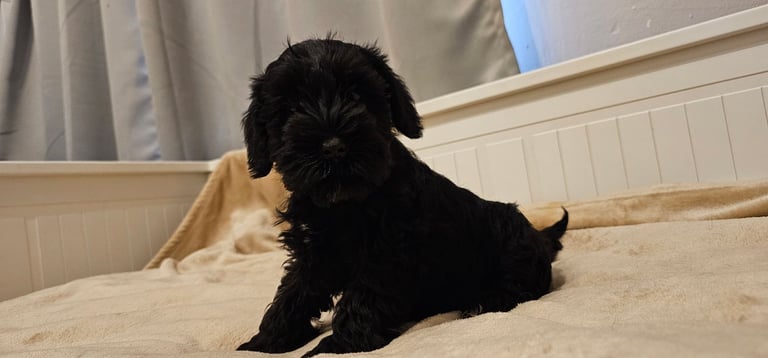 Miniature Schnauzer Puppies - 7 Adorable Girsl waiting for a loving forever homes. 