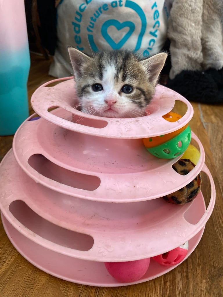 Kittens / Cats