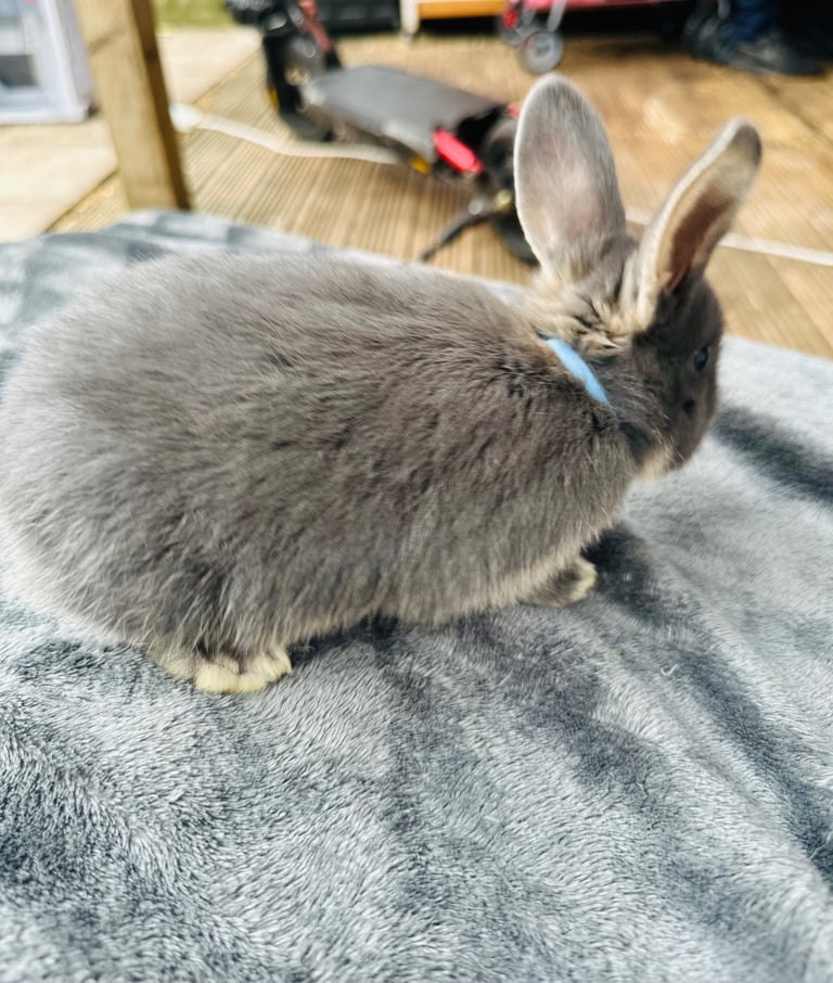 Rabbits for sale