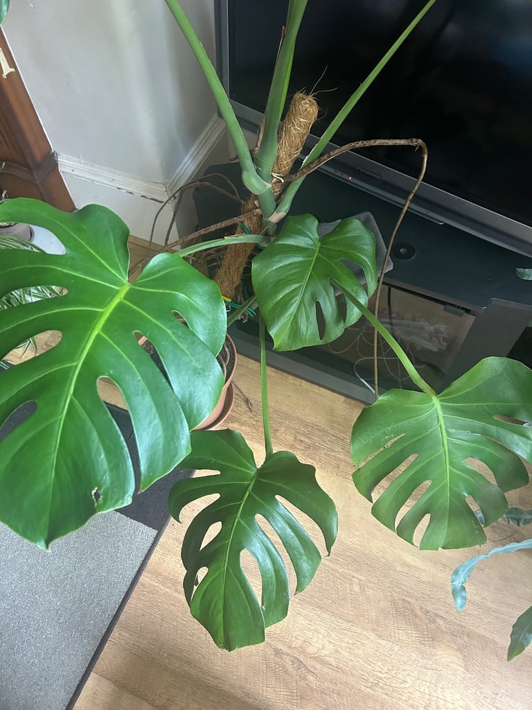 Giant Monsterra plant