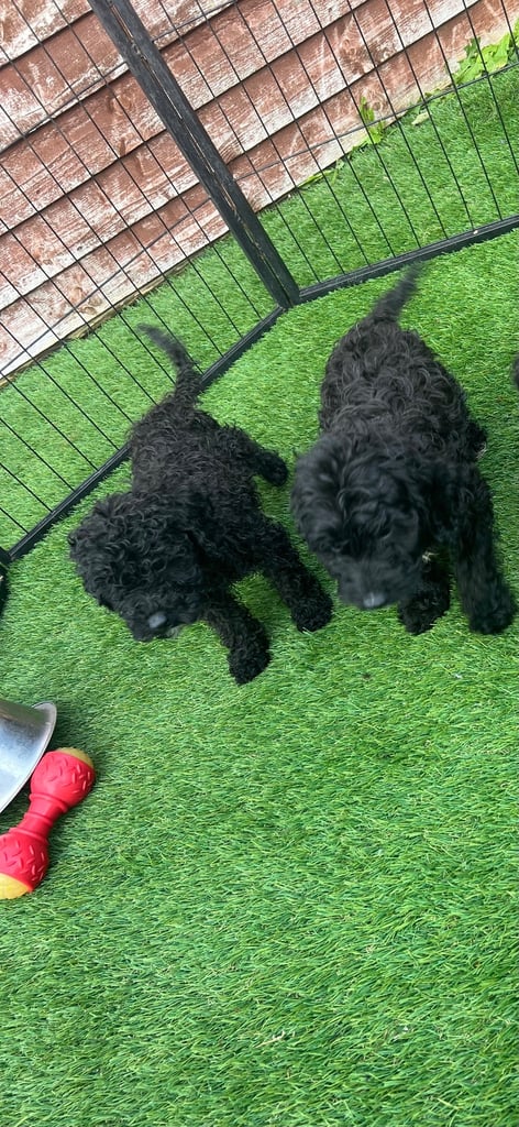 F2b cockapoos 