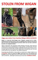 Bengal Cat Stolen From Swinley Wigan