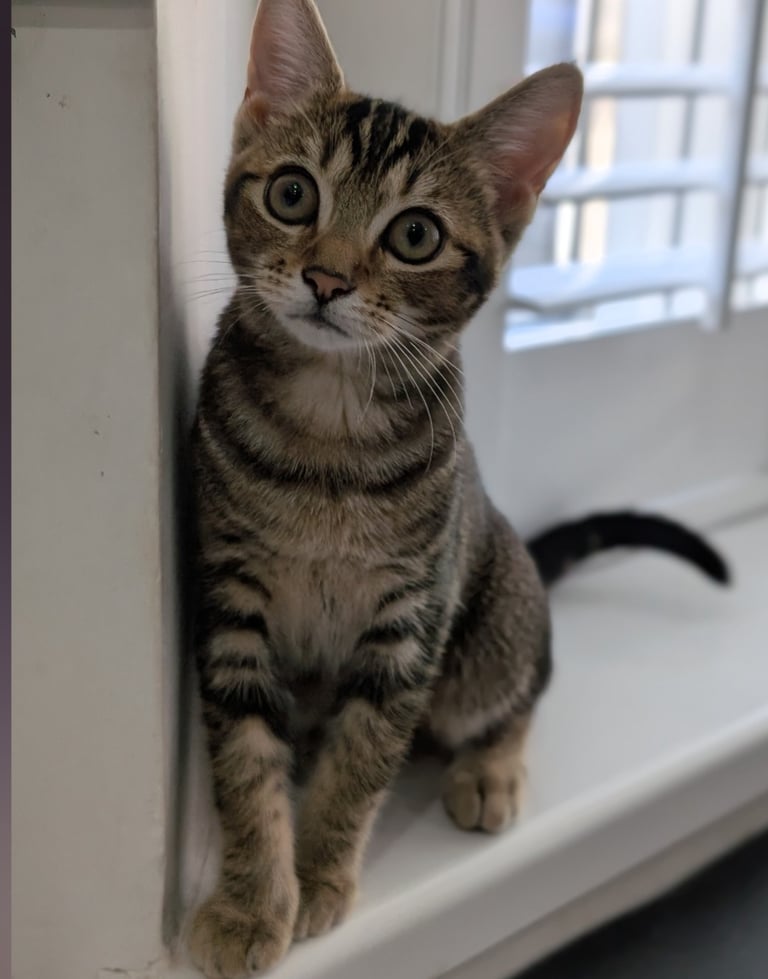 Adorable 5 months old female kitten. Fully toilet trained, playful, great with kids.