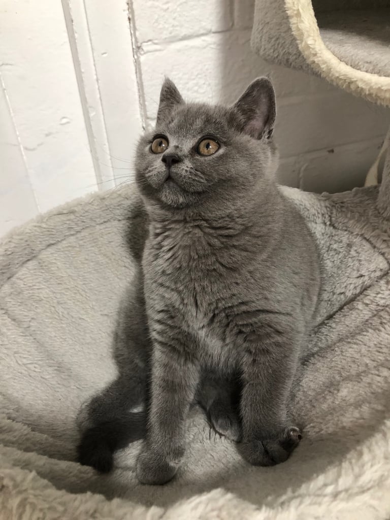 GCCF Active British shorthair kittens for sale