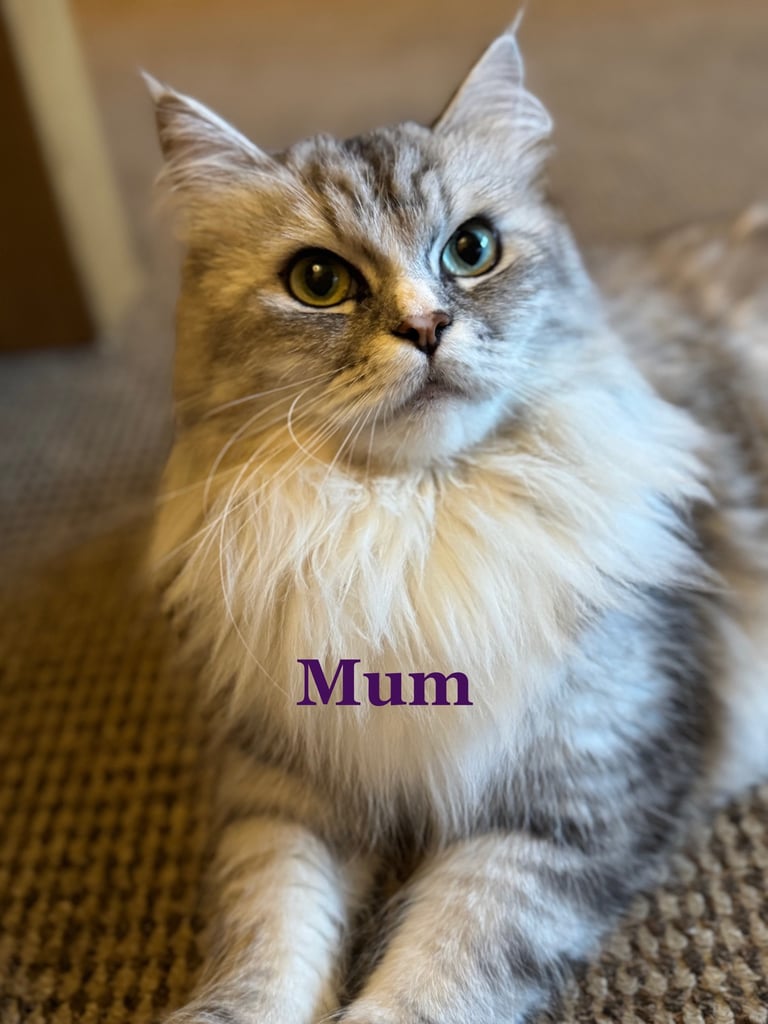 Maine Coon Mix Kittens - All Sold Now
