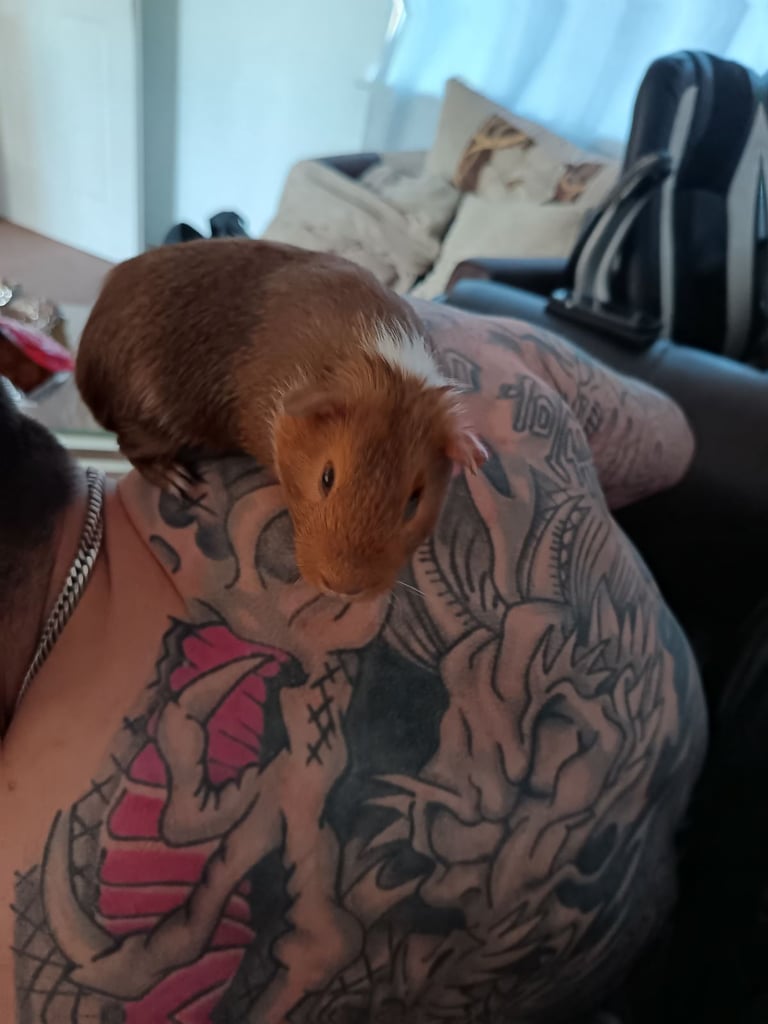 image for Two lovely guinea pigs 