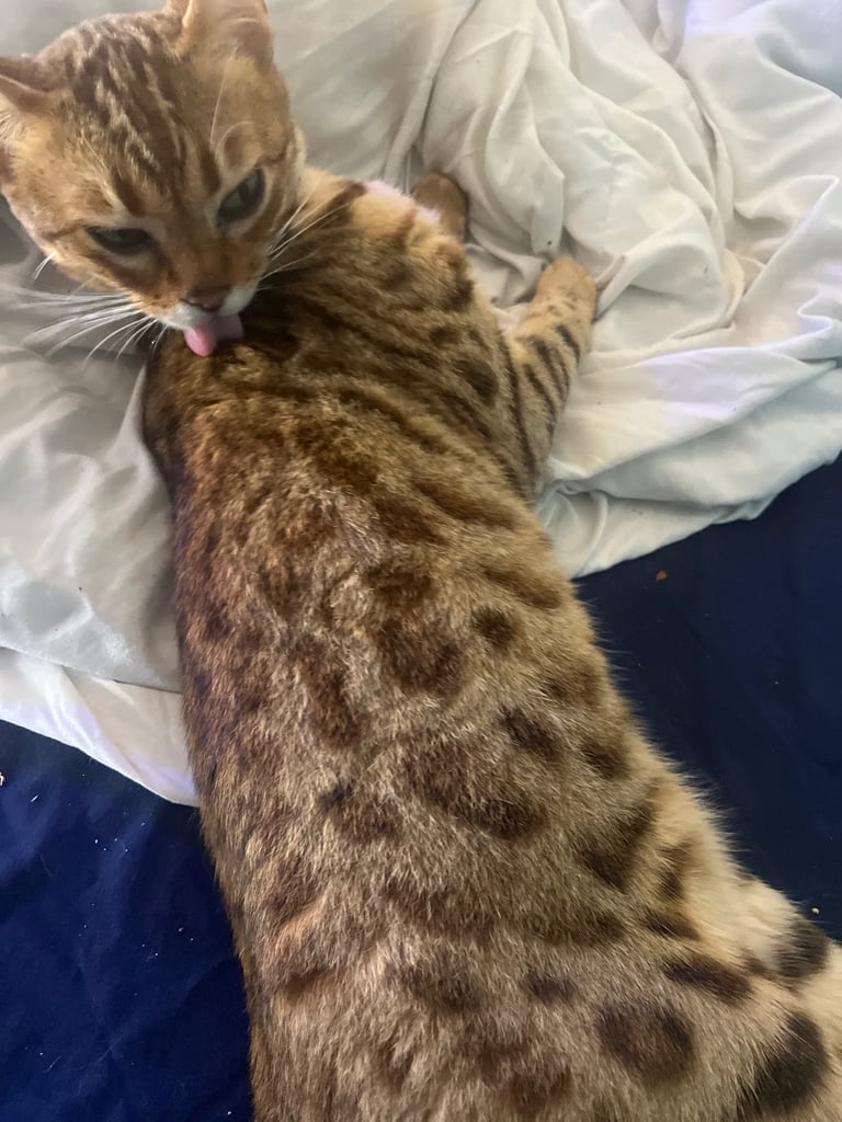 Full pedigree female bengal f4 cat 1 years old price negotiable 