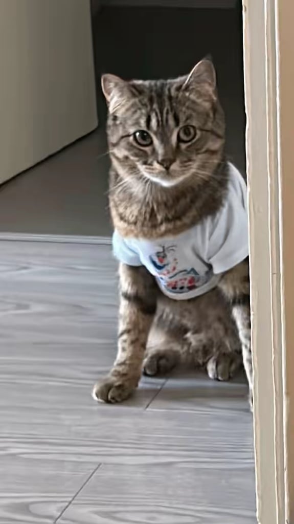 Boy neutered cat