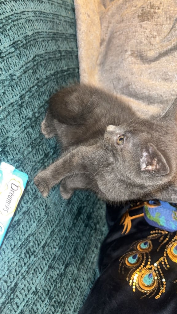 Lovely male kittens x 3  (fuly  grey is now  reserved ) 