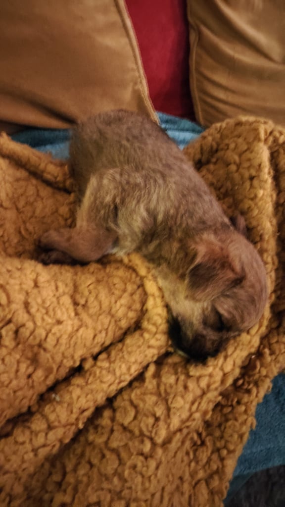 1 Male Puppy Poodle xx Boarder Terrier